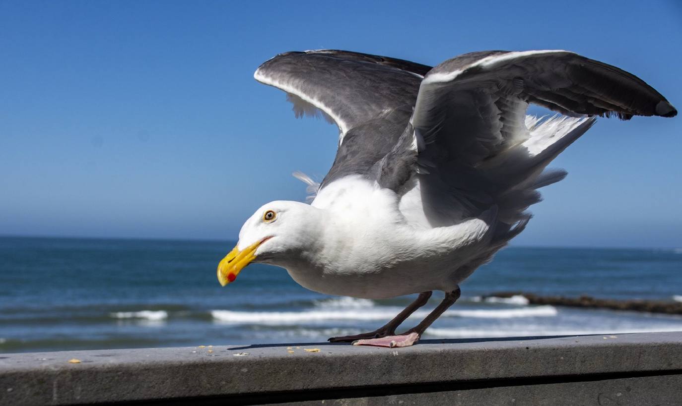 Detenido por morder a una gaviota que intentó robarle su comida del McDonald's