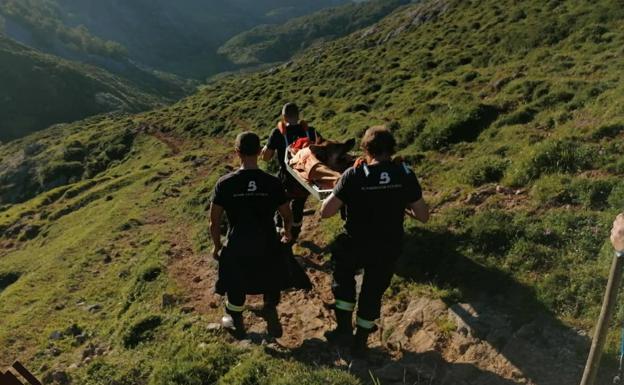Bomberos Cangas evacúan a un perro en los Lagos