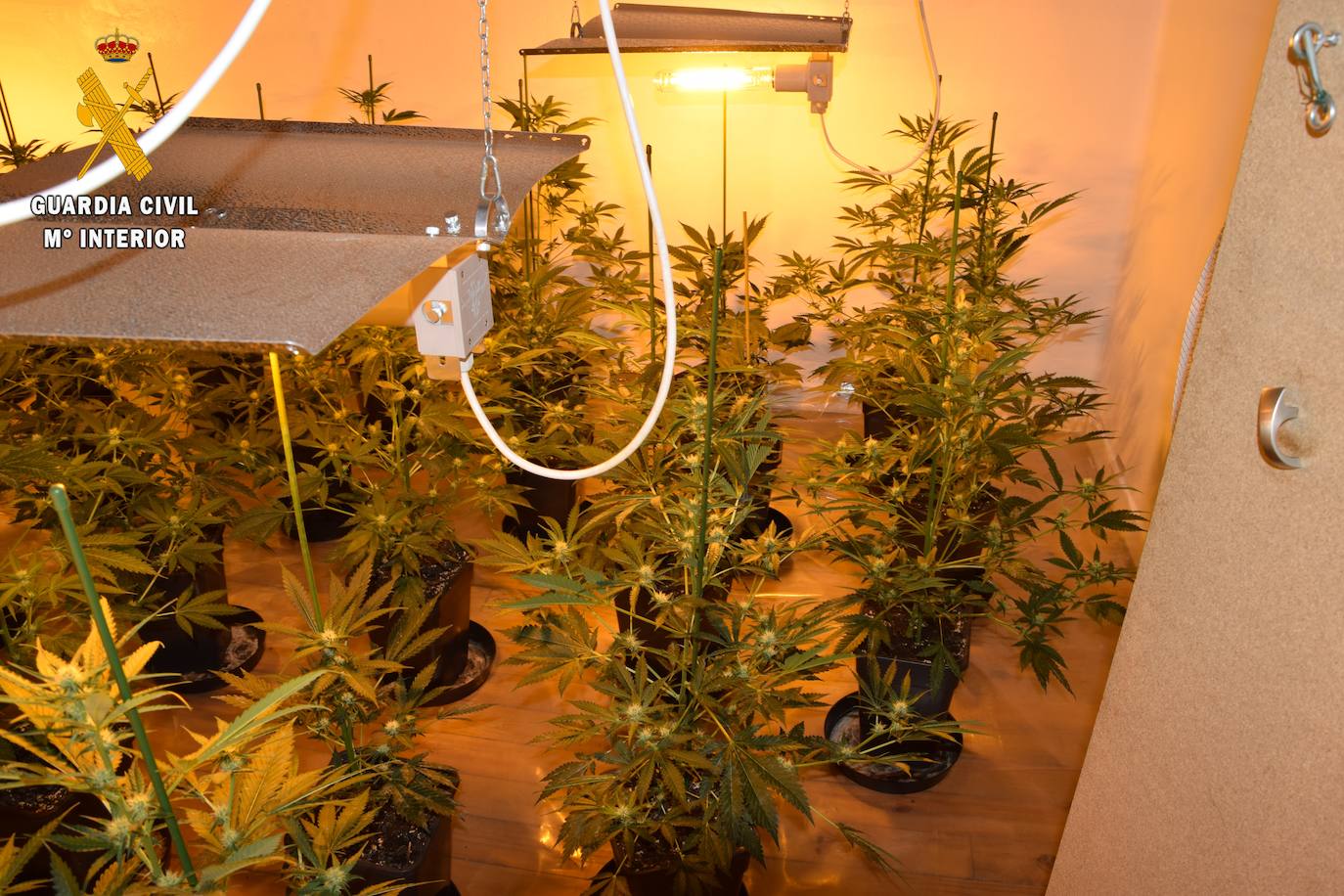 Investigan a un hombre que cultivaba más de 80 plantas de marihuana en su casa