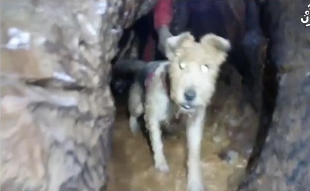 Rescatan a una perra que cayó por una torca de 30 metros de profundidad en Llanes