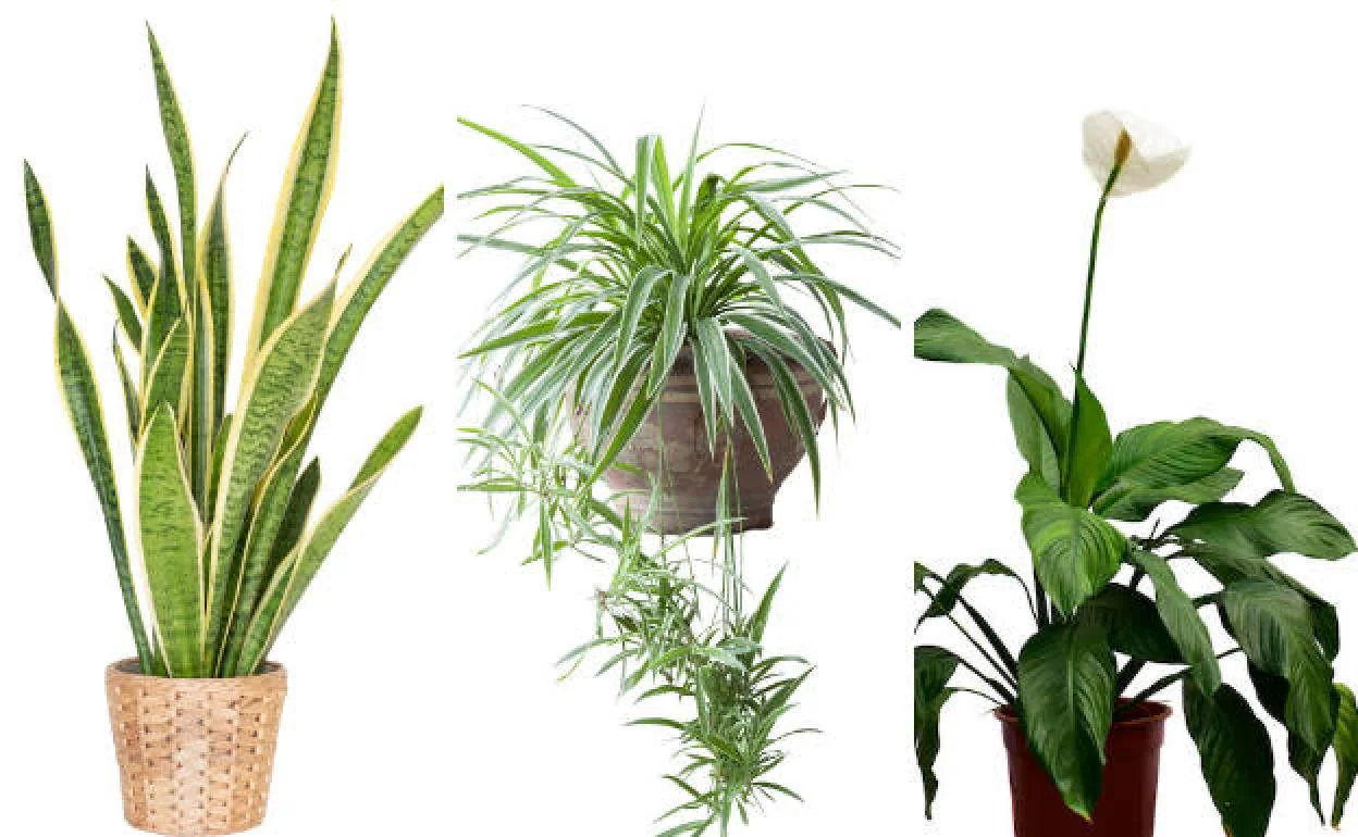 Cinco Plantas De Interior Que Purifican El Aire De Tu Casa El Comercio