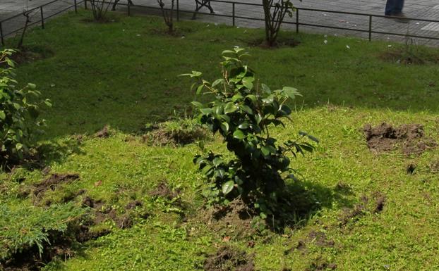 El Consistorio ha eliminado 37 jabalíes en lo que va de año