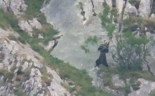 Un guarda de Somiedo capta a un oso alimentándose