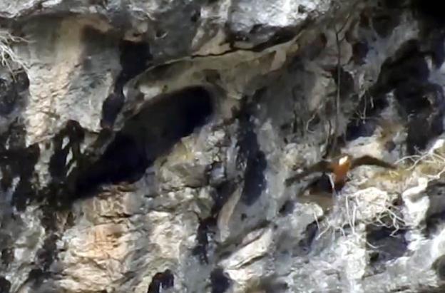El primer quebrantahuesos nacido en los Picos de Europa en 75 años ya vuela