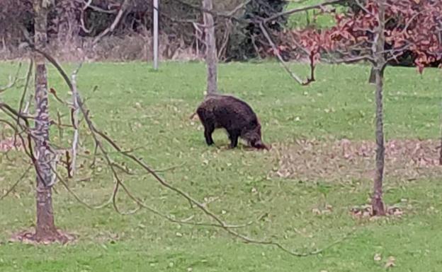 Asturias adelanta la temporada de caza de jabalí para controlar su población