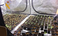 Tres detenidos por una plantación de marihuana en una vivienda de Oviedo