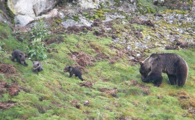 Estudio para un mejor seguimiento de las poblaciones de oso pardo