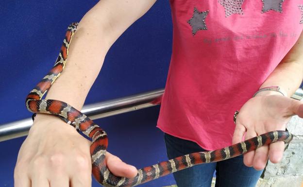 Localizada una falsa serpiente coral en Gijón