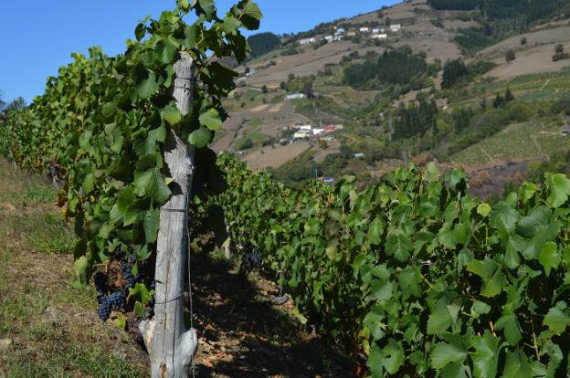 La DOP Vino de Cangas gana 5 hectáreas