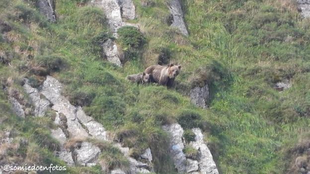 Los osos se dejan ver en Somiedo