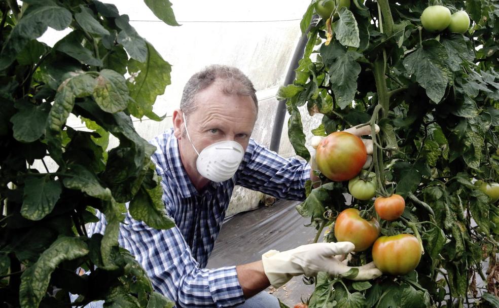 La temporada del tomate asturiano