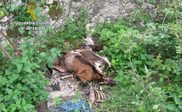 Investigadas dos personas por el hallazgo de animales muertos en Llanes