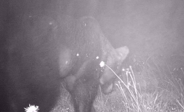 'Magnus', el gran oso del Huerna, regresa a Jomezana