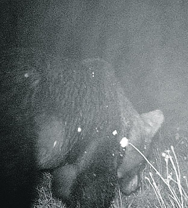 'Magnus', el gran oso del Huerna, regresa a por más comida