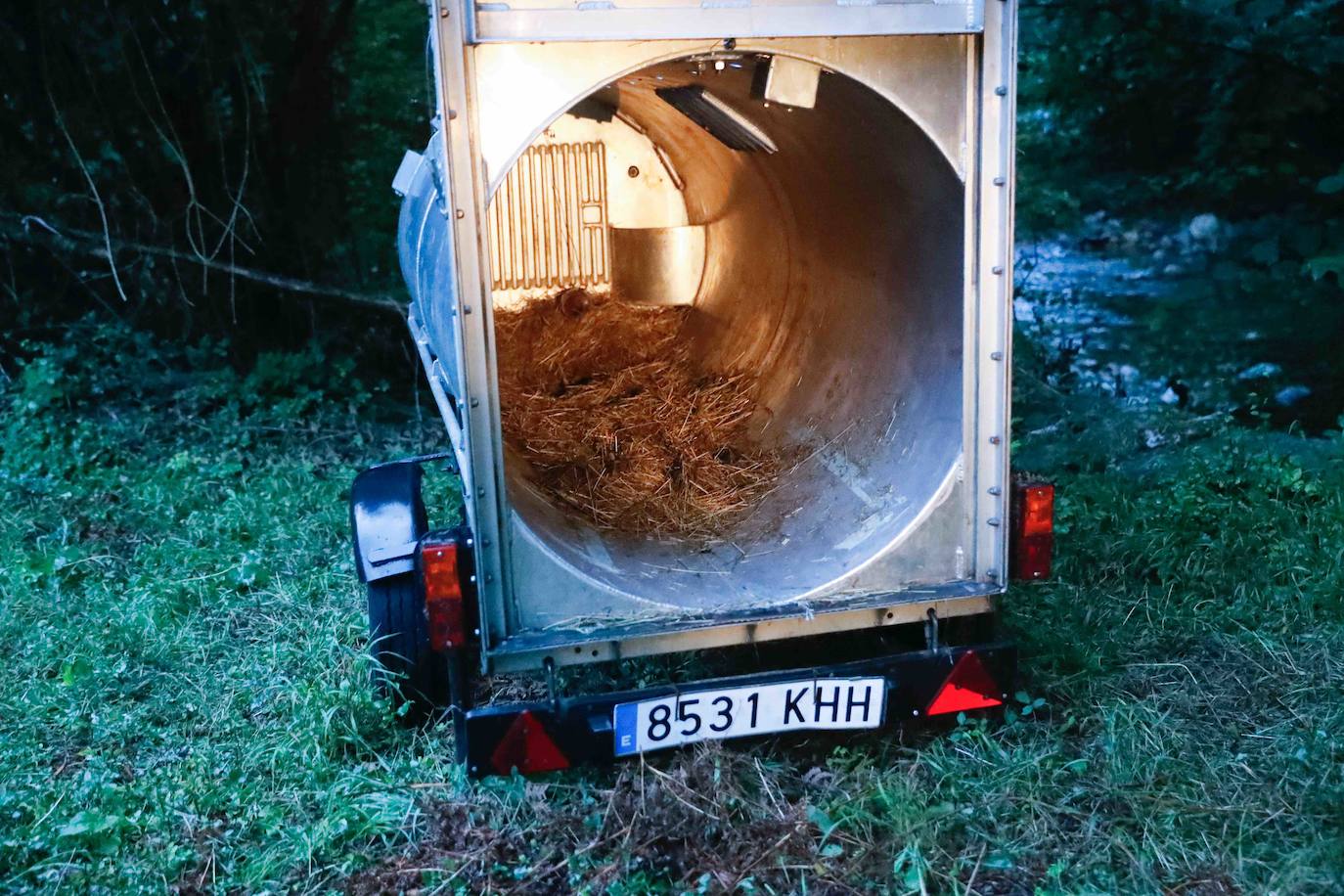 Reanudan el dispositivo de búsqueda del oso atropellado en Somiedo