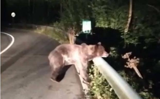 La lucha del oso de Santiago tras ser atropellado en Somiedo