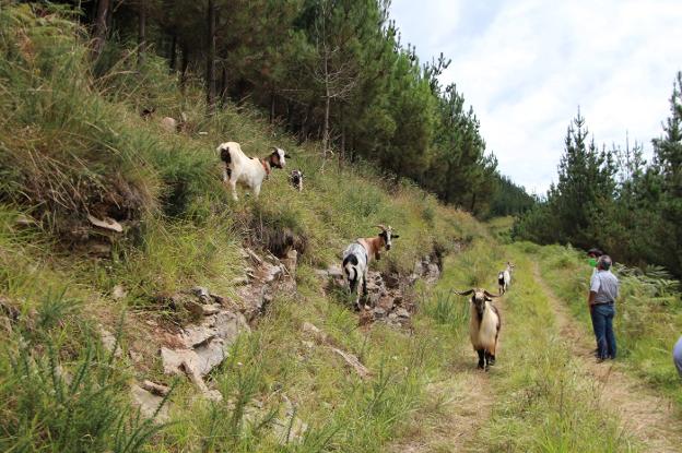 Cabranes recurre a la reciella en un plan piloto para prevenir incendios forestales