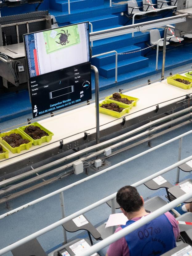 Las descargas de pescado en julio aumentaron un 10%