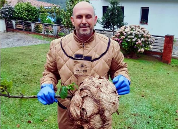Detectados 250 nidos de avispa asiática en Villaviciosa y Cabranes en lo que va de año