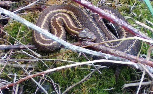 Preocupación en la playa llanisca de Andrín por una víbora instalada en la bajada al arenal