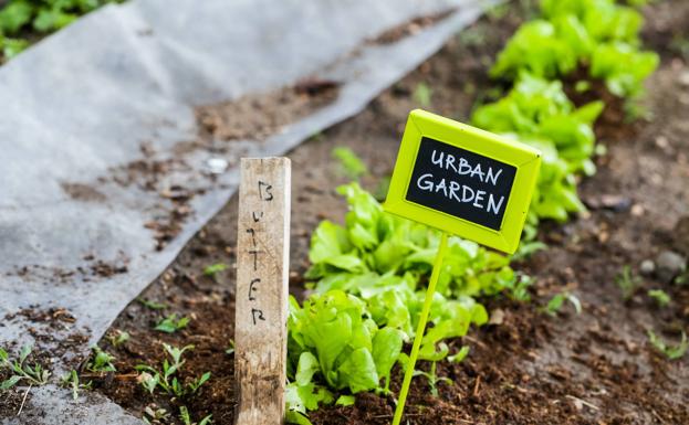 Huerto urbano: consejos para plantar verduras y hortalizas en casa
