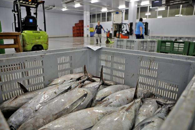 La costera del bonito cierra con un 10% menos de subastas en la lonja de El Musel y precios al alza