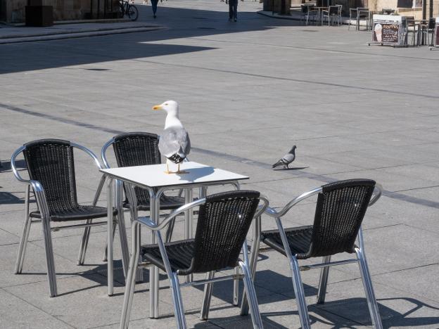 La campaña de control de gaviotas finaliza a tiempo con 98 nidos y 72 polluelos retirados