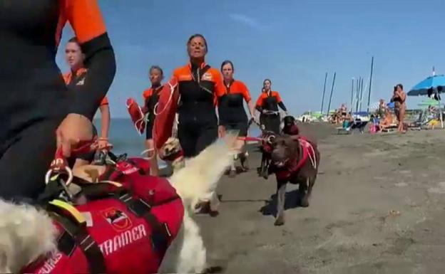 Los perros de salvamento que salvan más de cuarenta vidas al año