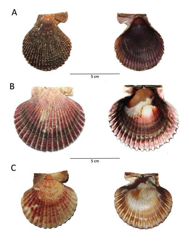Desvelan un fraude generalizado en el etiquetado de zamburiñas en Asturias