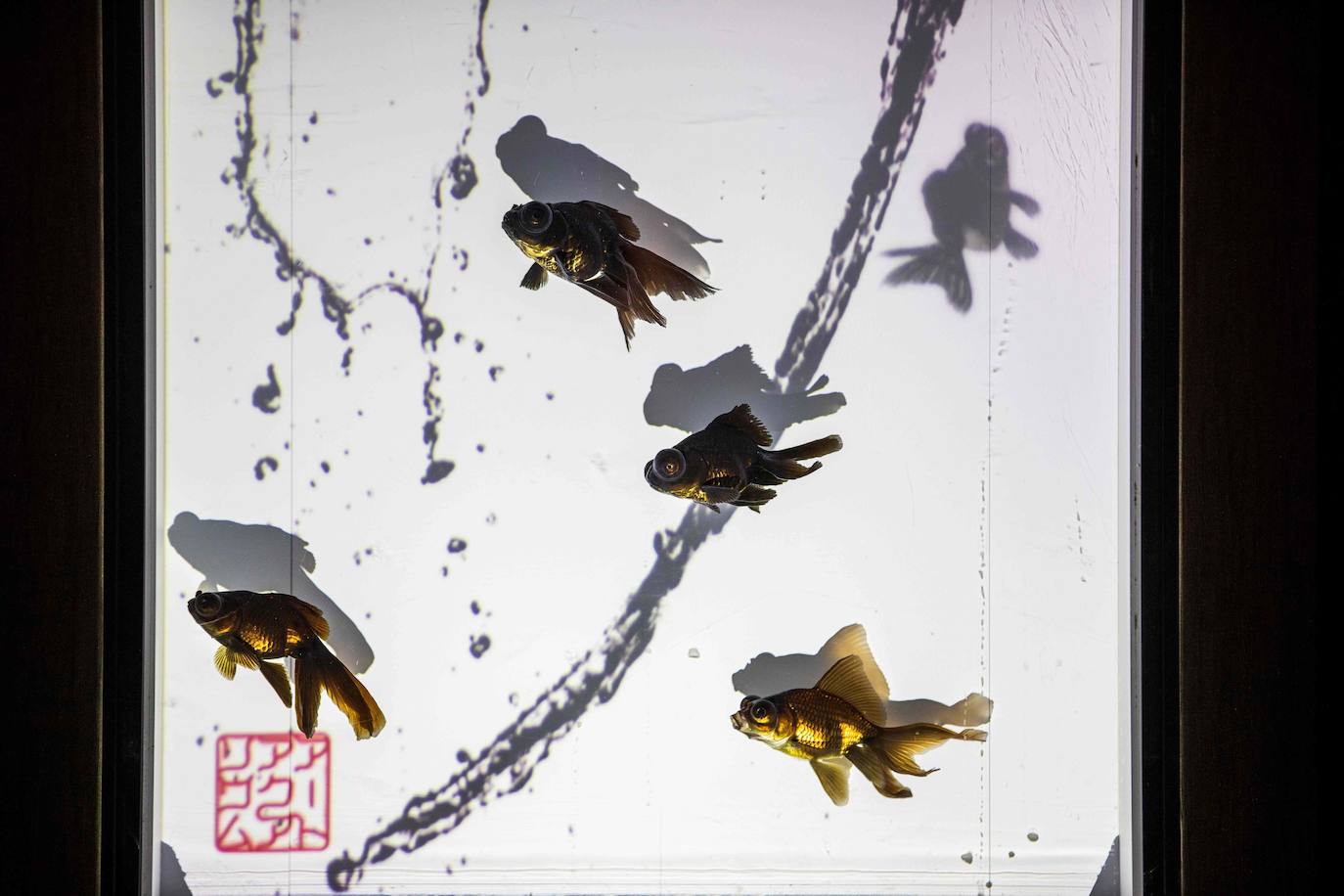 Peces, acuarios y arte fotográfico en Tokio