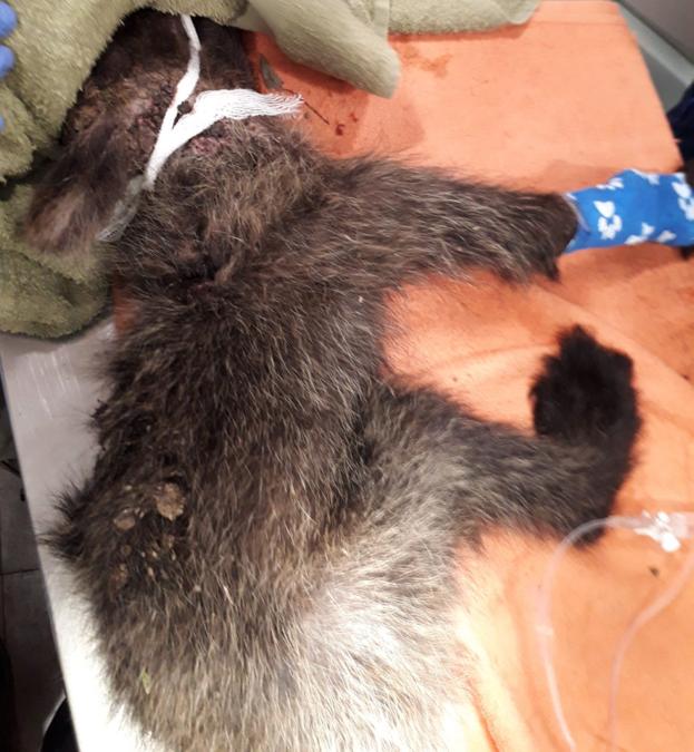 Rescatan en estado crítico a una osezna abandonada por su madre en Somiedo