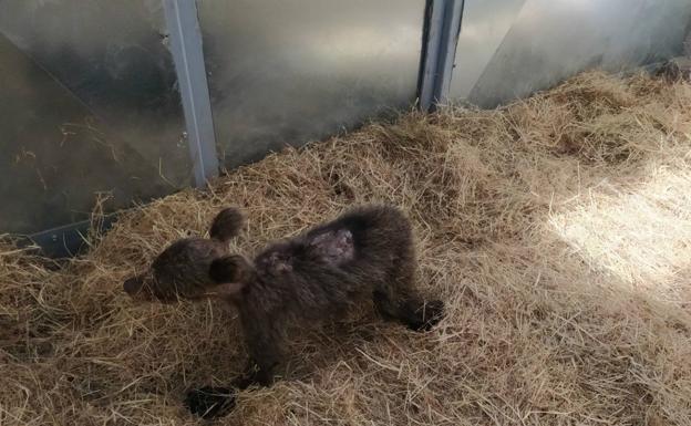 La osezna recogida hace unos días en Somiedo evoluciona favorablemente de sus lesiones