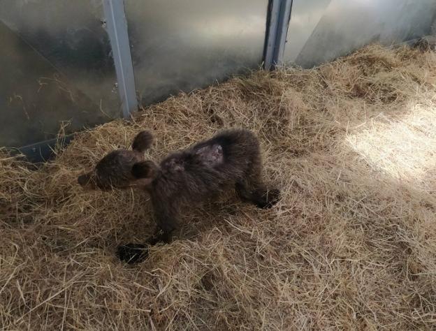 La osezna recogida en Somiedo mejora