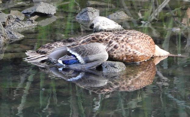 Los ecologistas piden acciones urgentes tras el hallazgo de más patos muertos en la ría de Avilés