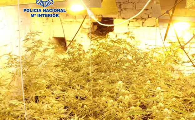 Detenido un hombre por cultivar marihuana en una casa de Gijón