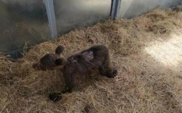 La osezna rescatada en Somiedo mejora, pero persiste la gravedad de sus lesiones