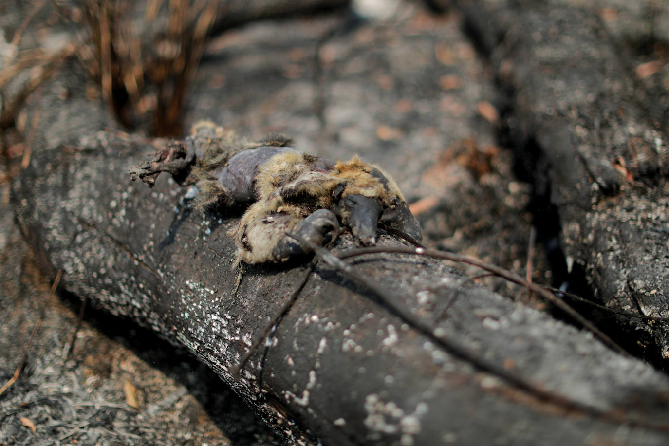 El esperanzador rescate de animales tras los incendios en el Amazonas