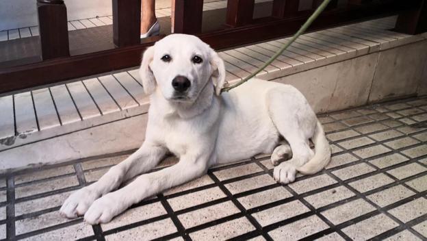 Abandonan a una perra en una mochila en Gijón