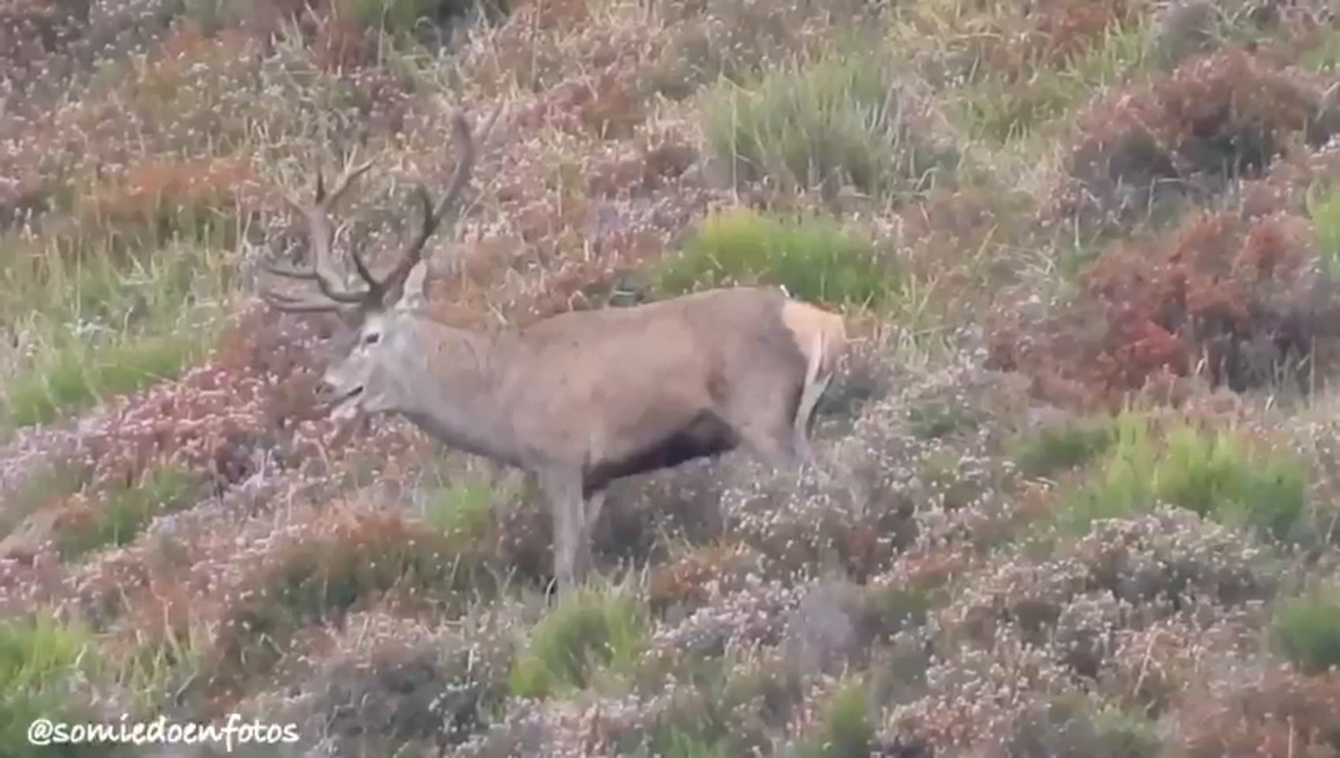 La berrea del venado, el atractivo turístico del otoño en Somiedo | El Comercio: Diario de Asturias