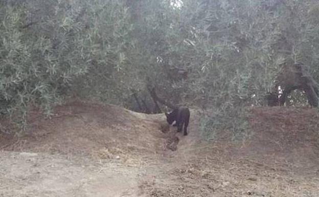 Primera fotografía de la pantera negra que se busca en Granada
