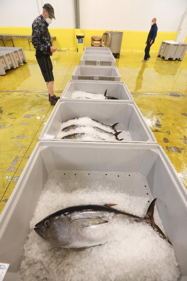 La lonja de Avilés subastó casi 1,4 millones de kilos de bonito en entre junio y agosto