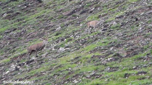 La berrea «es un impulso» para prolongar la temporada alta del turismo en Somiedo
