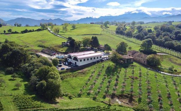 Las bodegas Palacio de Nevares cosechan sus primeros 25.000 kilos de uva en Parres