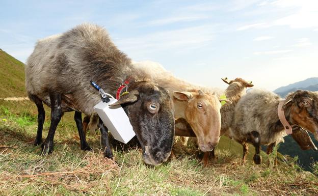 Ovejas «jardineras y digitales» para eliminar matorral del monte