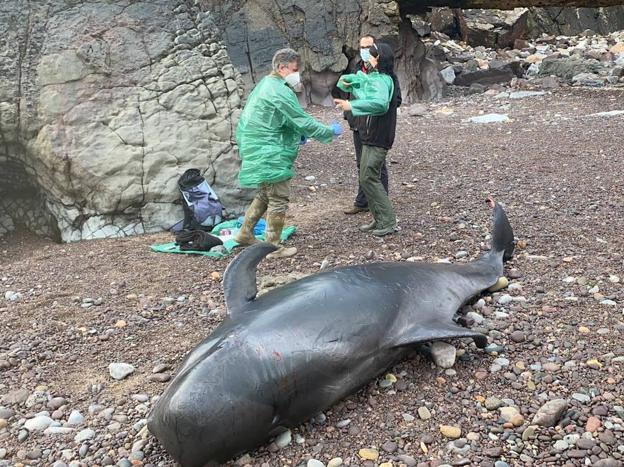 Varamiento masivo de calderones tropicales en la cala Morís, en Carreño