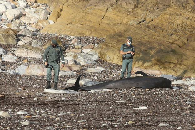 «Los sacamos a alta mar, pero regresan»