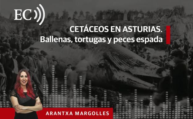 Podcast: Cetáceos en Asturias. Ballenas, tortugas y peces espada