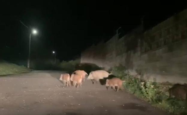 Una familia de jabalíes se pasea por Somió