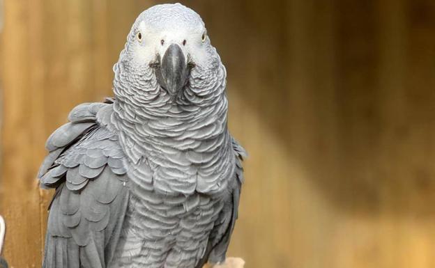 Un zoo británico retira a cinco loros porque insultaban a los visitantes