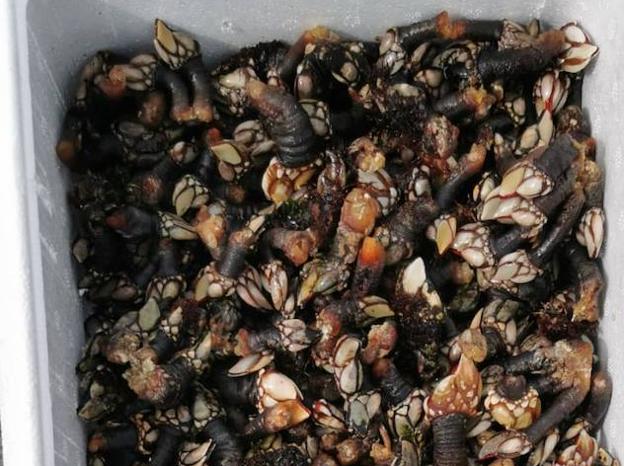 El percebe llega a 42 euros el kilo